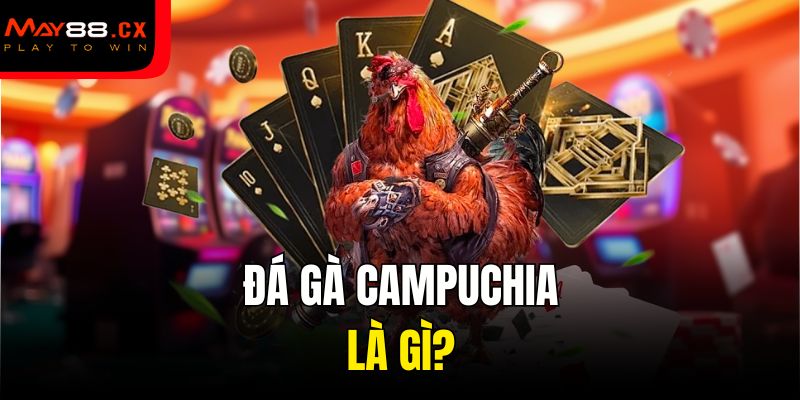 Đá gà Campuchia là gì?